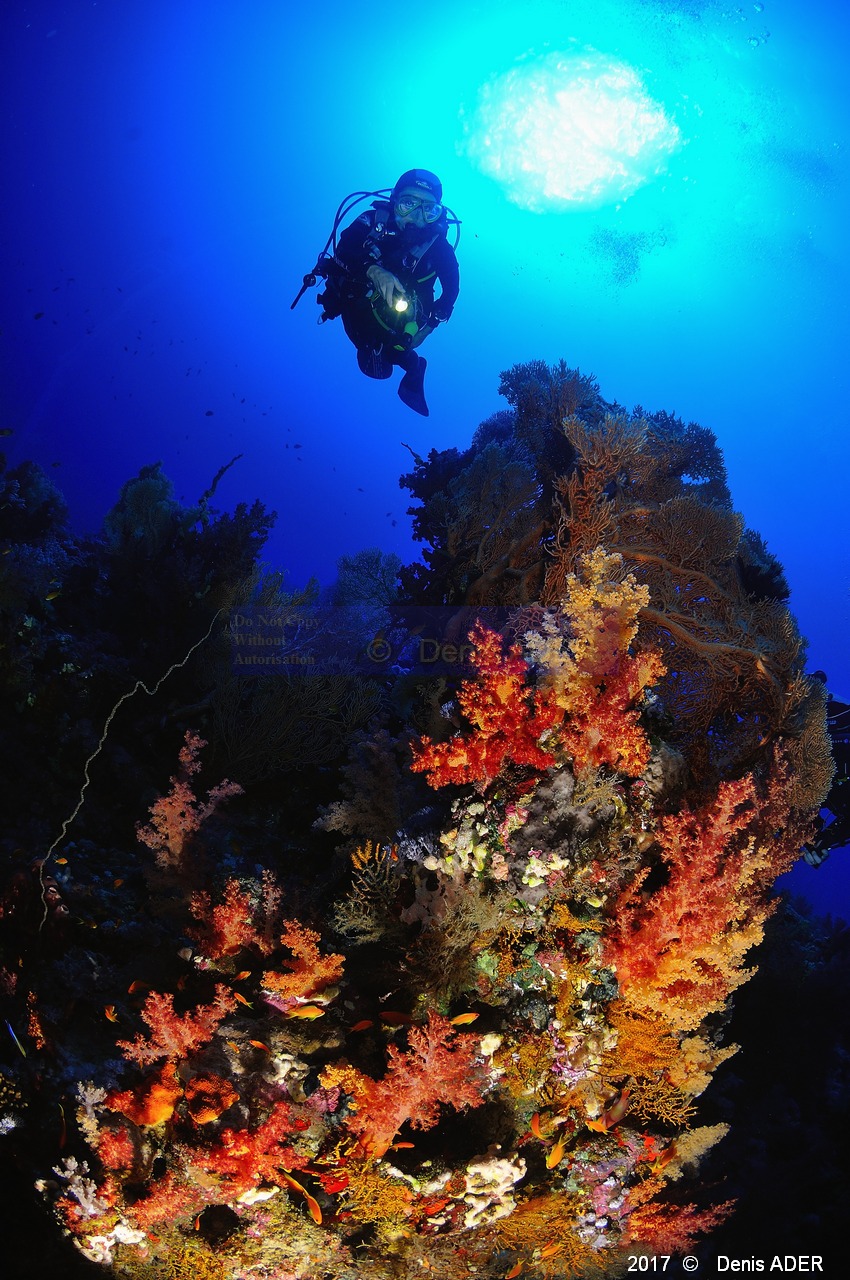 Catherine Ambiance-Safaga Panomara Reef Sud-30m-20171123-Denis-ADER-DSC_3513_tn.jpg